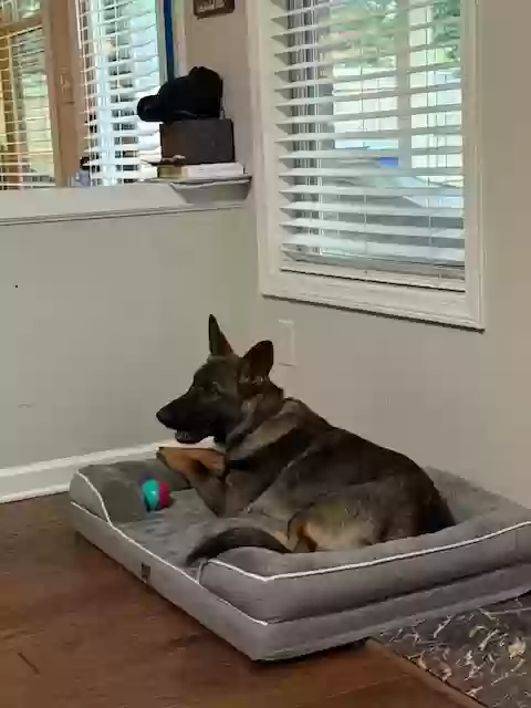 adoptable Dog in Lawrenceville,GA named Deuce
